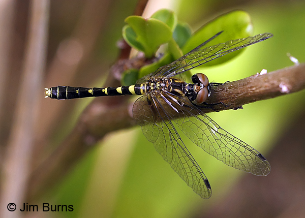 Elfin Skimmer immature female dorsal view, Chesterfield Co., SC, May 2014