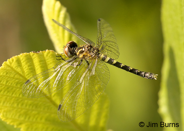 Elfin Skimmer immature female, Chesterfield Co., SC, May 2014