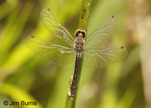 Elfin Skimmer immature male, Chesterfield Co., SC, May 2014