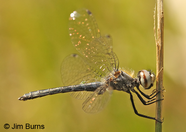 Elfin Skimmer male, Chesterfield Co., SC, May 2014