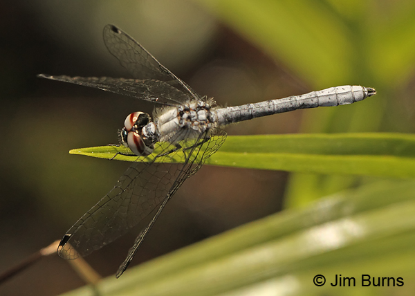Elfin Skimmer male dorsal view, Chesterfield Co., SC, May 2014