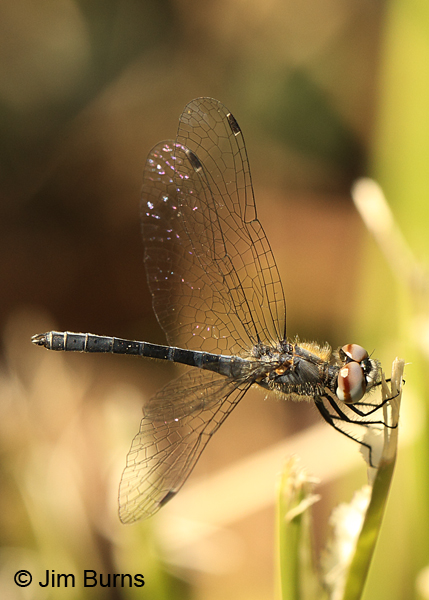 Elfin Skimmer male dorsolateral view, Chesterfield Co., SC, May 2014