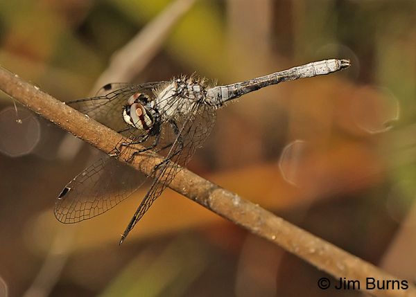 Elfin Skimmer male on twig, Chesterfield Co., SC, May 2014