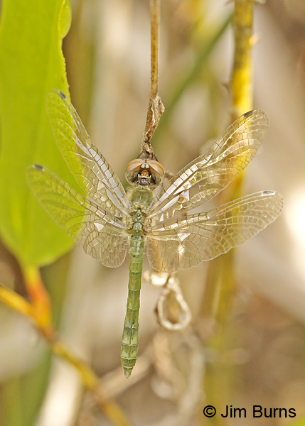Elfin Skimmer teneral male, Chesterfield Co., SC, May 2014