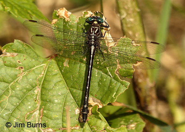 Elusive Clubtail male dorsal view #2, Hennepin Co., MN, September 2016