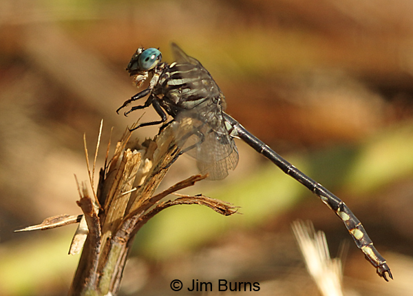 Elusive Clubtail male eating small fly, Hennepin Co., MN, September 2016