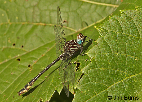 Elusive Clubtail male looking up at camera, Hennepin Co., MN, September 2016