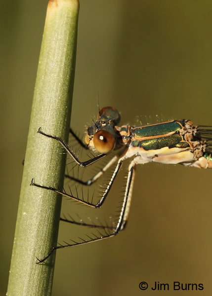 Emerald Spreadwing female thorax, Coconino Co., AZ, June 2013