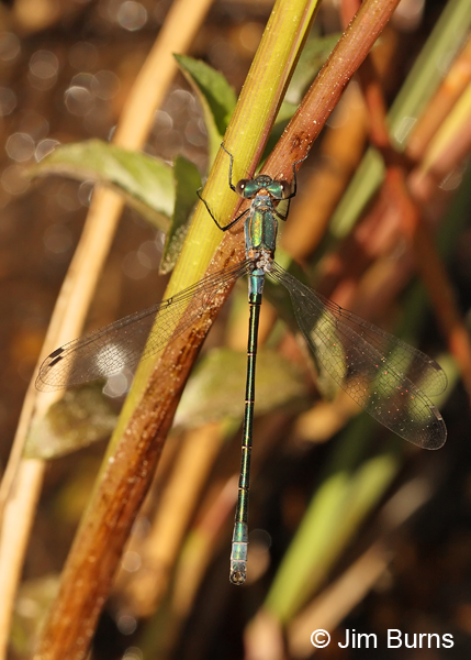 Emerald Spreadwing immature male, Coconino Co., AZ, June 2013