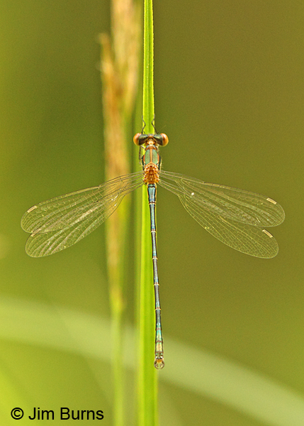 Emerald Spreadwing male, Rusk Co., WI, June 2014