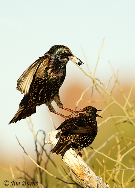 European Starlings squabbling--7044