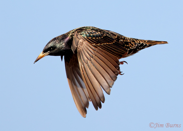 European Starling in flight, downstroke--0032