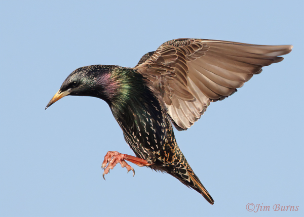 European Starling in flight, ventral wing--0034
