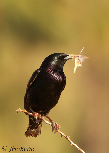 European Starling with nesting material--1755