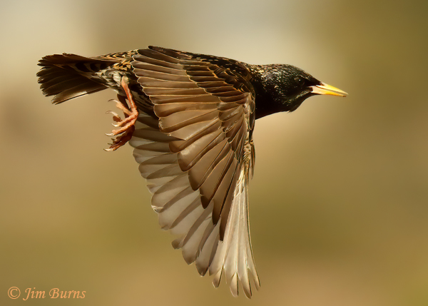 European Starling in flight--3105