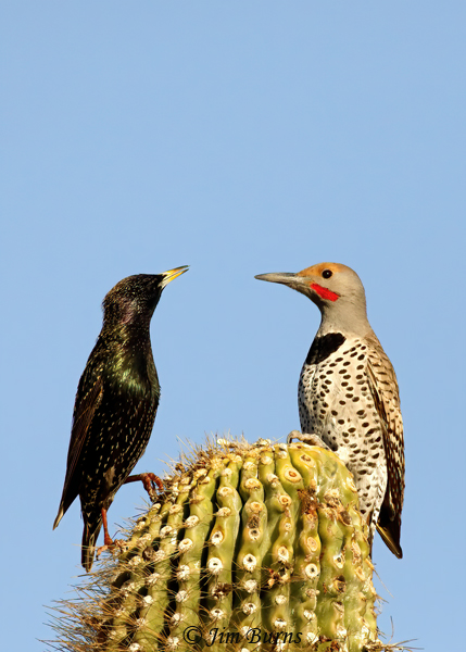 European Starling stand-off with Gilded Flicker--3588