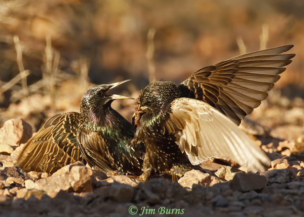 European Starling fight sequence #1--4267