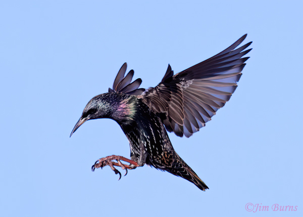 European Starling flight iridescence--4667