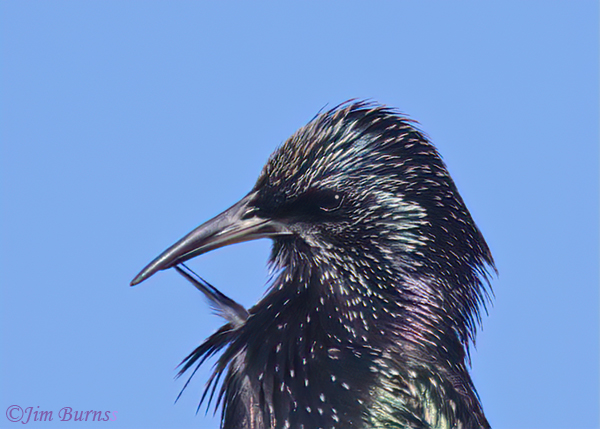 European Starling iridescence--4698
