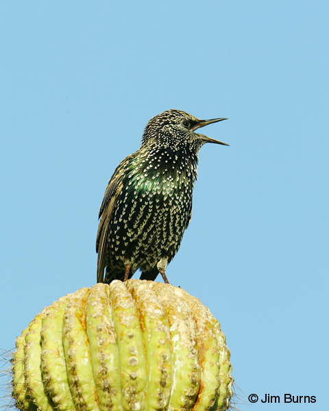 European Starling fall ventral calling on saguaro