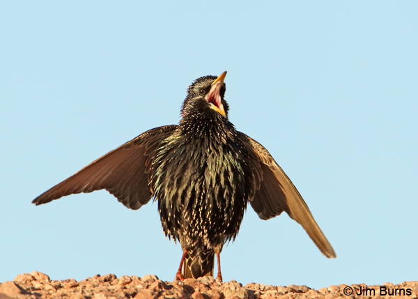 European Starling male advertising display