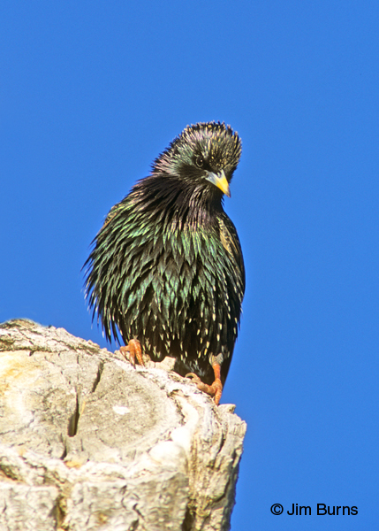 European Starling male breeding season ventral view