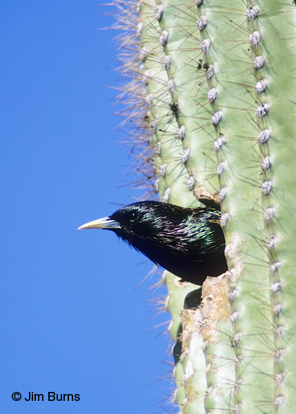 European Starling summer at saguaro nest hole