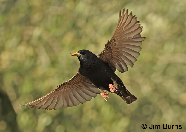 European Starling swept wings