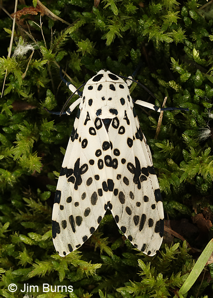 Eyed Tiger Moth on moss, Arkansas