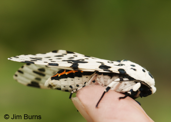 Eyed Tiger Moth showing abdomen color, Arkansas