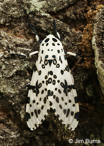Eyed Tiger Moth. Arkansas