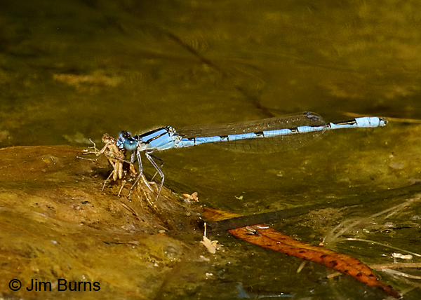 Familiar Bluet male eating teneral trapped in algae mat 8485