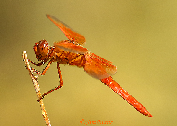 Flame SKimmer male, Pinal Co., AZ, October 2019--7238