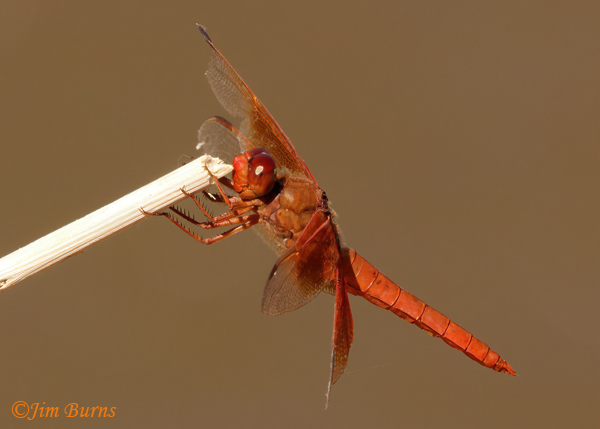 Flame Skimmer, old male with tattered wings, Maricopa Co., AZ, November 2021--0975