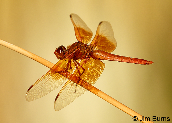 Flame Skimmer male, Pinal Co., AZ, August 2018--8326