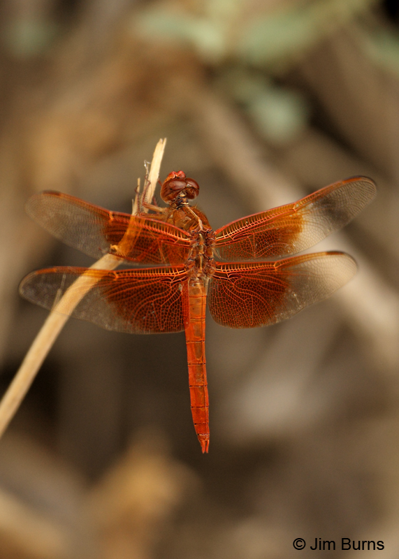 Flame Skimmer male wings, Pima Co., AZ, August 2011