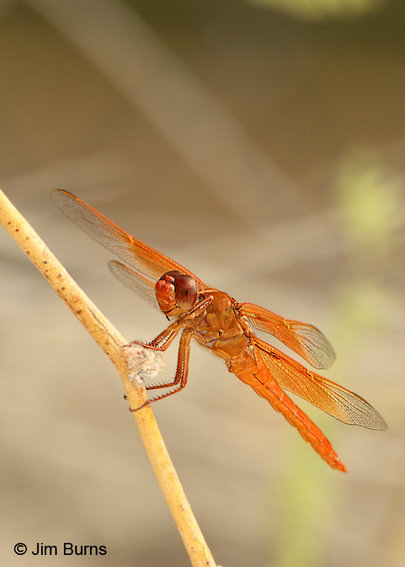 Flame Skimmer male #2, Pinal Co., AZ, August 2011