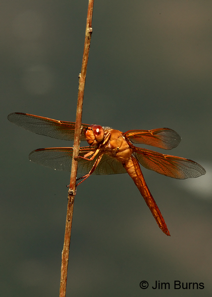 Flame Skimmer male ventrolateral view, Maricopa Co., AZ, August 2013