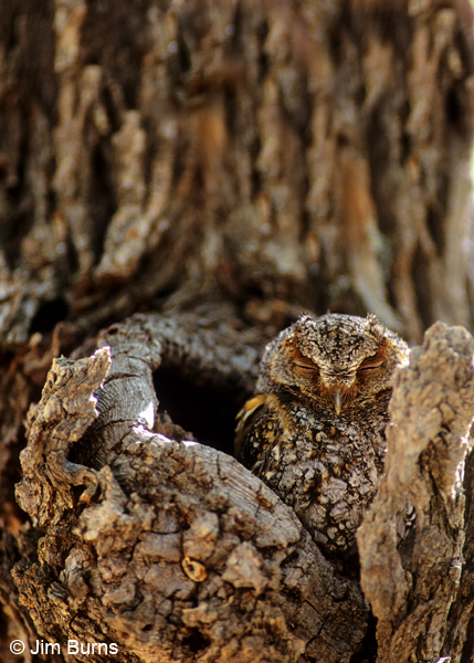 Flammulated Owl at nest hole