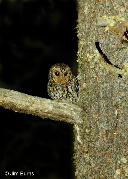 Flammulated Owl in Ponderosa