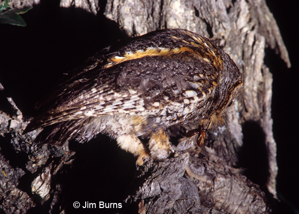 Flammulated Owl male with beetle