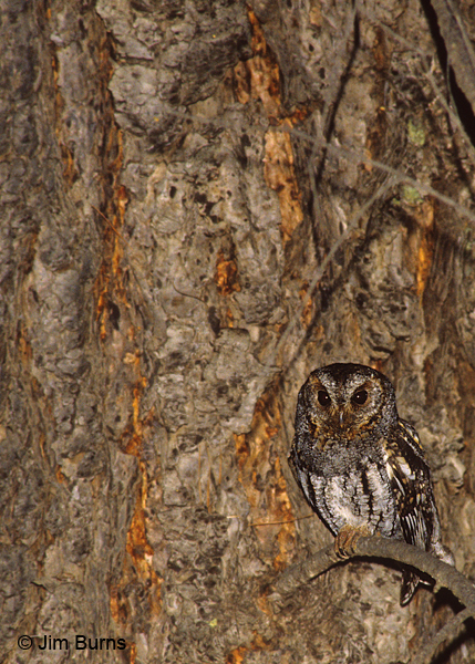 Flammulated Owl protective coloration against Ponderosa bark