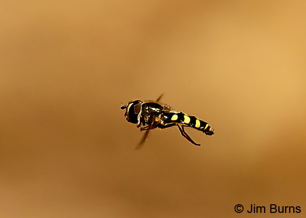Flower Fly  (Syrphus ribesii) in flight, Oak Creek, Arizona 7283