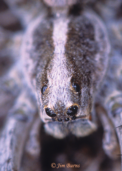 Forest Wolf Spider close-up showing wolf spider eye configuration--2000