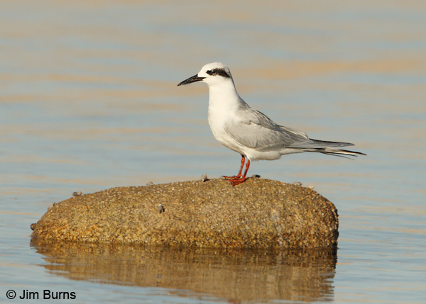 Forster's Tern adult nonbreeding