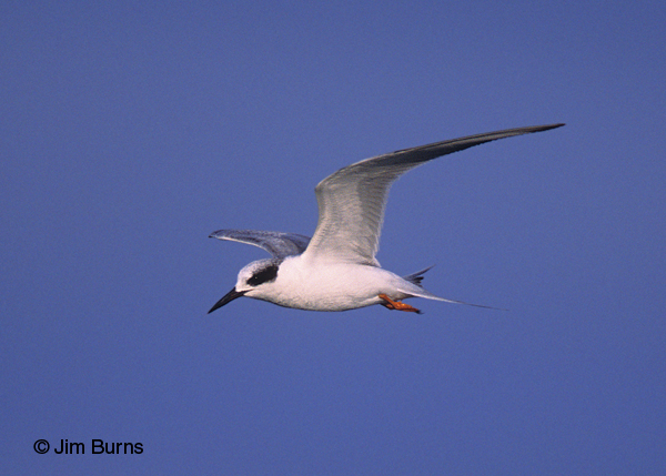 Forster's Tern adult nonbreeding in flight