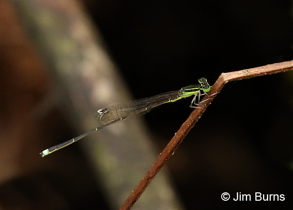 Furtive Forktail male, Collier Co., FL, January 2017