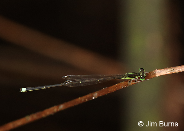 Furtive Forktail male dorsal view, Collier Co., FL, December 2016