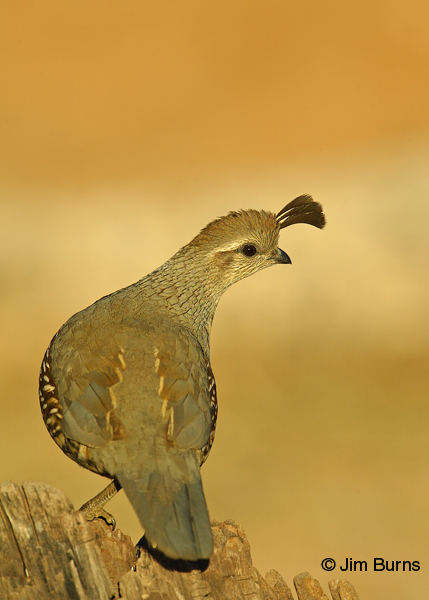 Gambel's Quail
