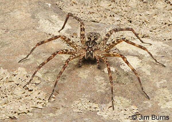 Giant Wolf Spider on river rock